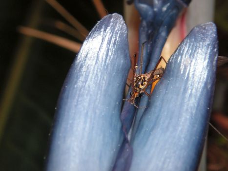 Mosquito eating nectar on a blue flower