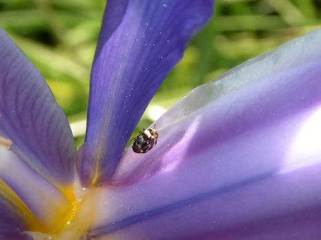 Bug on a blue and yellow flower