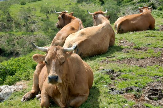 four cows resting on a green grass