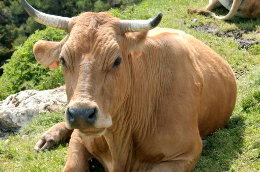 A cow resting on a green grass