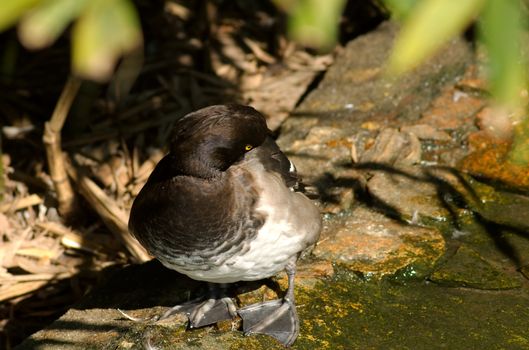 Duck