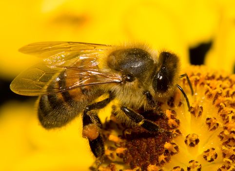 close-up bee on flower collects nectar