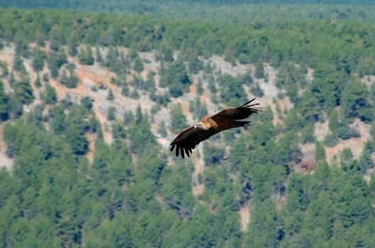 Vulture
