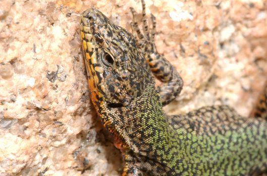 Small lizard