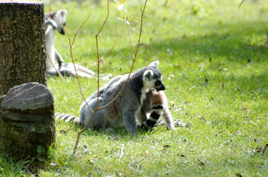 A couple of racoons playing in the sun