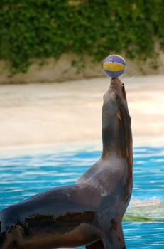 Seal playing with a ball