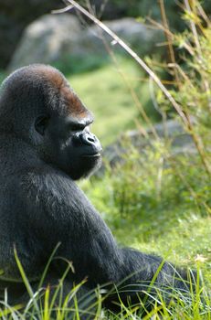 Gorilla