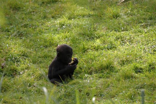 baby gorilla