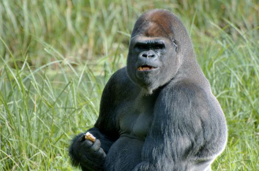 Gorilla eating a piece of fruit