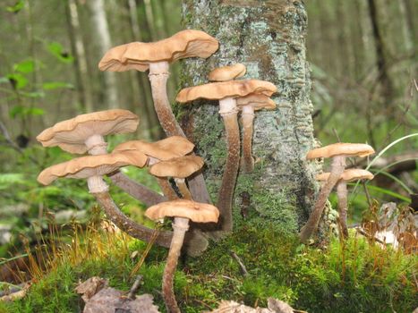 Honey agaric mushroms growing on tree roots in the forest.