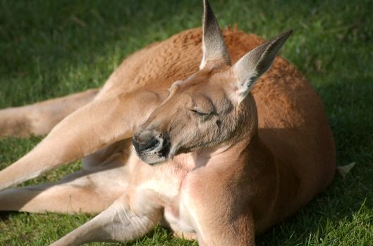 Kangaroo