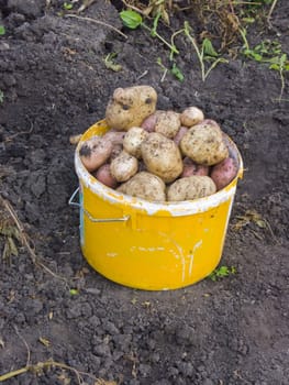 The bucket image in which have combined just dug out potato