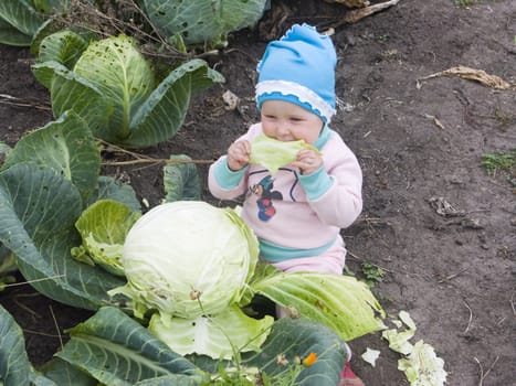 The image of the child sitting at a head of cabbage