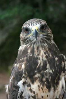  falcon on background of the nature