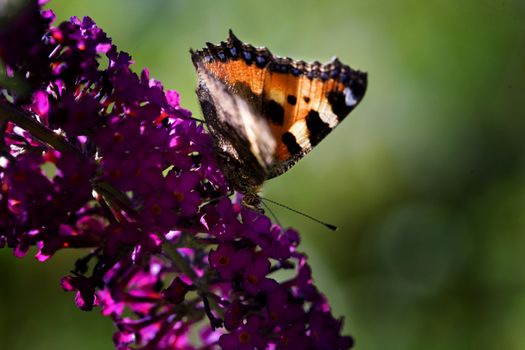 Butterfly on a butterfly bush