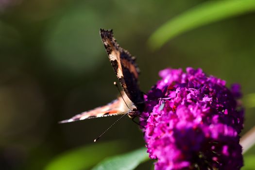 Tortoiseshell Butterfly Nymphalis urticae on a purple plant summer lilac - buddleja davidii