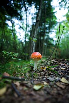 A magic mushroom in the forest - fly Amanita