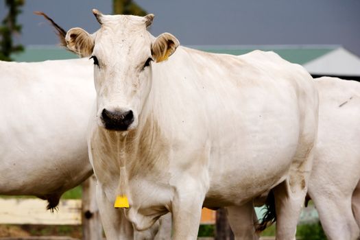 A white Chianina cow looking at the camera