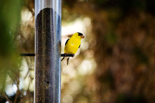 A yellow male gold finch at a bird feader