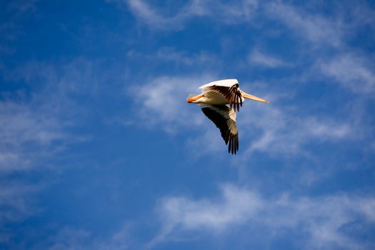 A pelican bird in flight