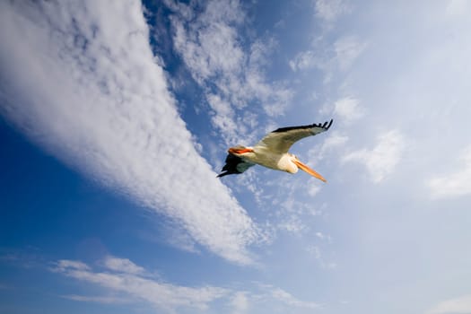 A pelican bird in flight