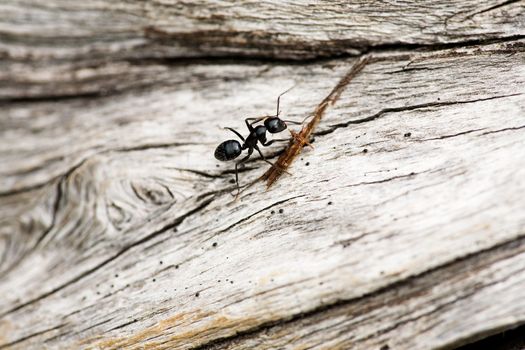 An ant crawling on a piece of wood