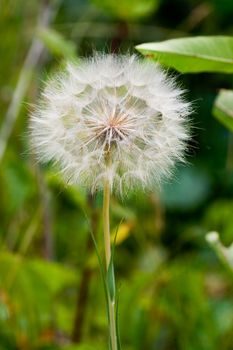 A dandelion in the wild