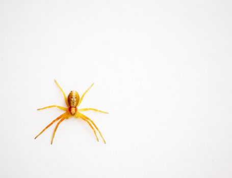 A small yellow spider isolated on a white wall
