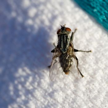 A fly crawling on a sweater