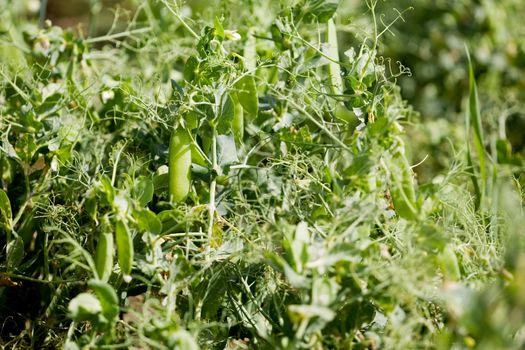 A background image of a green pea field