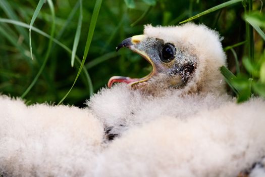 Prairie Falcon chick (Falco mexicanus) in a nest