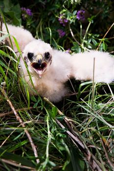 Prairie Falcon chick (Falco mexicanus) in a nest