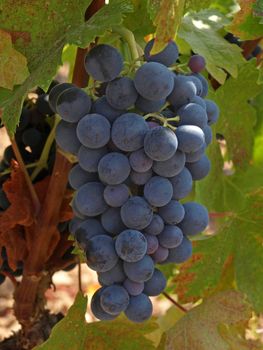 bunches of grape in a provence vineyard