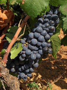 bunches of grape in a provence vineyard