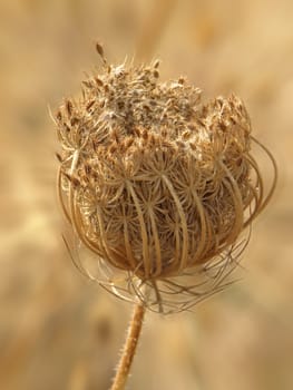 a macro image of dried wild carrot
