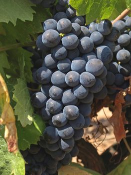 bunches of grape in a provence vineyard