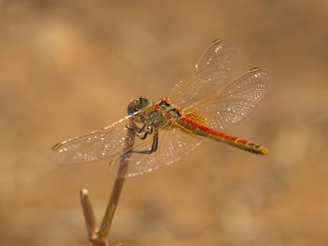 a macro photo of a dragonfly on branch