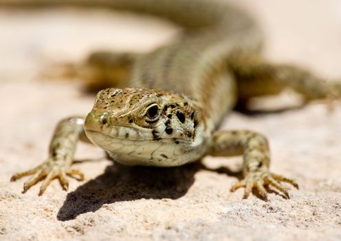 Macro of a lizard