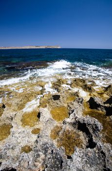 Coral on the ocean coast