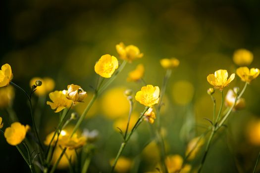 Buttercup flower background - a yellow wildflower