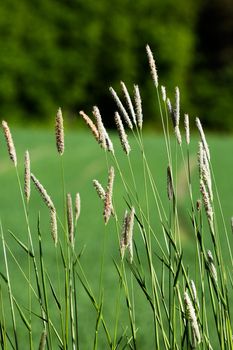 Wild grass on a green background - Timothy-grass (Phleum pratense)