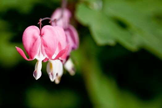 Bleeding Heart Macro - latin: dicentra formosa