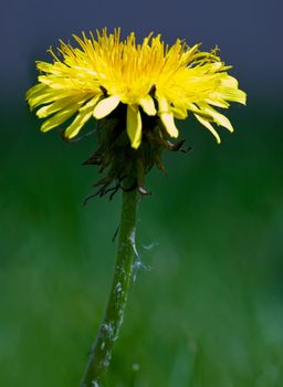 An isolated dandelion over a green background