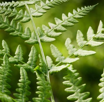 An abstract background image of a fern