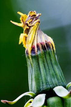 A closed candelion flower not yet blossoming