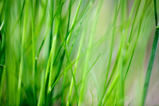 An abstract grass background with light motion blur on some of the blades