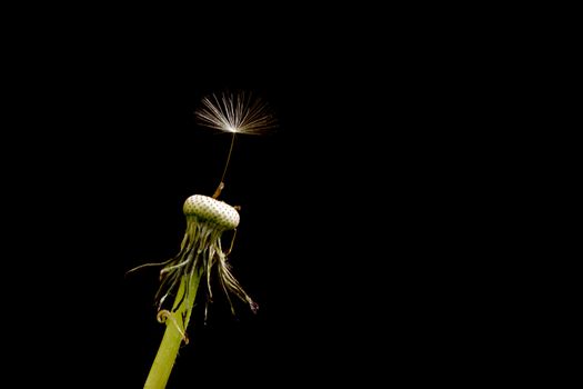 A single seed left on a dandelion isolated on black Latin Name: Taraxacum officinale