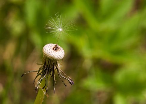 A single dandelion see with the top hairs in focus