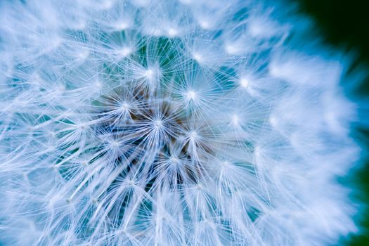 Dandelion seed background macro texture