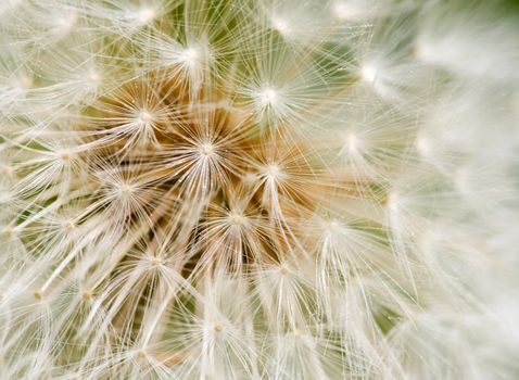 Dandelion seed background macro texture